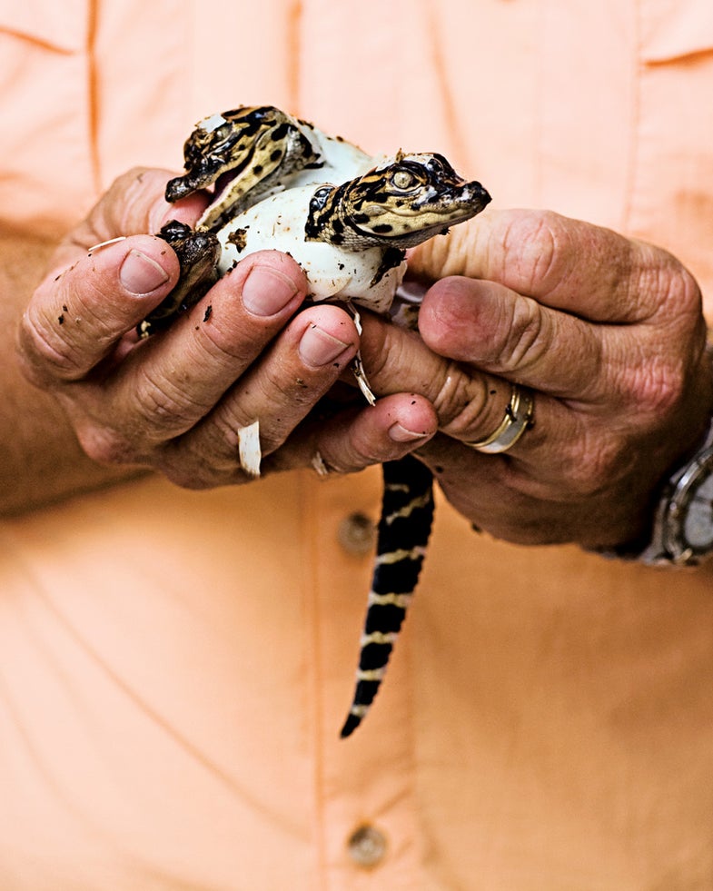 Gator Sale