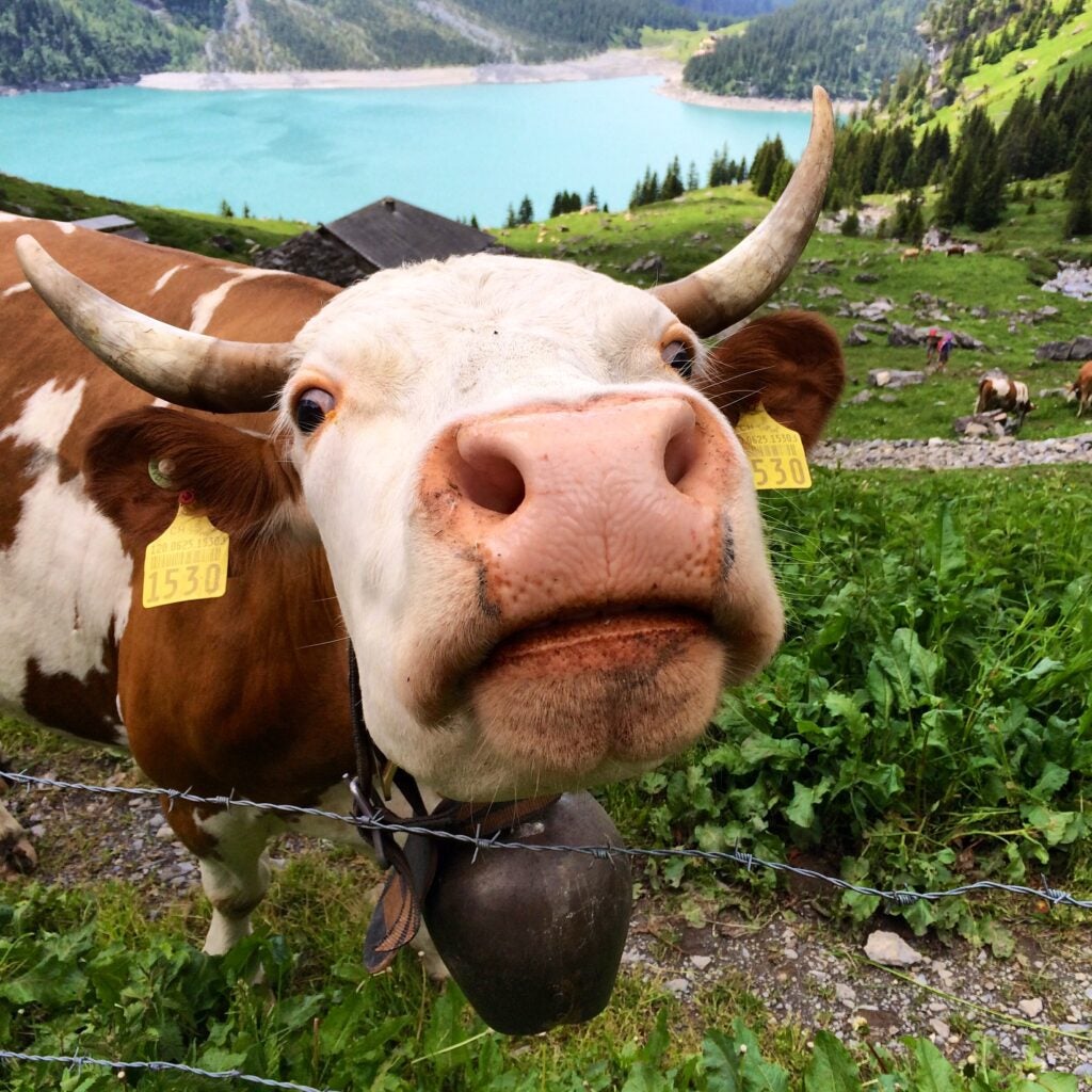 Inquisitive Swiss Cow