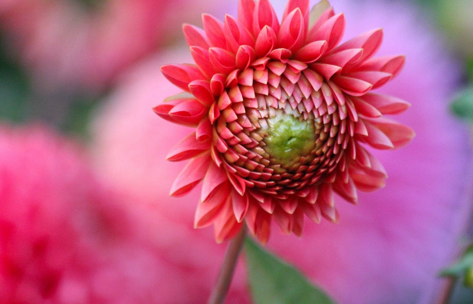 Today's Photo of the Day was captured by R. Clark Photography in Butchart Gardens in Victoria, BC using a Canon EOS 60D with a EF 70-300mm f/4-5.6 IS USM lens. See more work from R. Clark Photography <a href="http://www.flickr.com/photos/clearcoolblue/">here. </a>