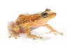 Today's Photo of the Day comes from José Gabriel Martínez Fonseca and was taken in Nicaragua with a Nikon D7100 and an 85mm f/3.5 lens. José captured this scinax staufferi frog at 1/250 sec at f/16 and ISO 160. See more of his work <a href="http://www.flickr.com/photos/svaldvard/">here.</a>