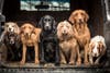 several dogs on work truck