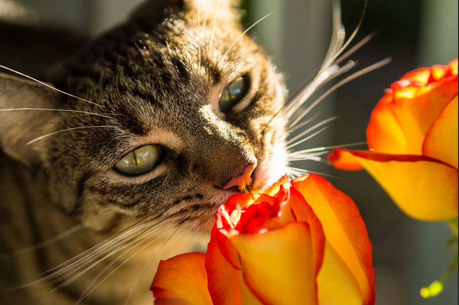 Today's Photo of the Day was taken by Flickr user Lana's Life in Pictures. This image of a feline smelling some roses was shot with a Canon EOS REBEL T3 and a 28-75mm lens. See more of Lana's Life in Pictures work<a href="http://www.flickr.com/photos/85671648@N03/"> here</a>.