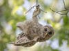 Barred Owl