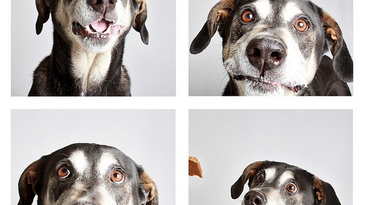 A Photo Booth for Dogs Gets Pets Adopted Faster