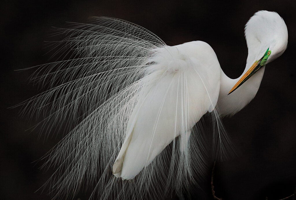 Photo: Melissa Groo/Audubon Photography Awards