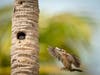 Golden-fronted Woodpeckers