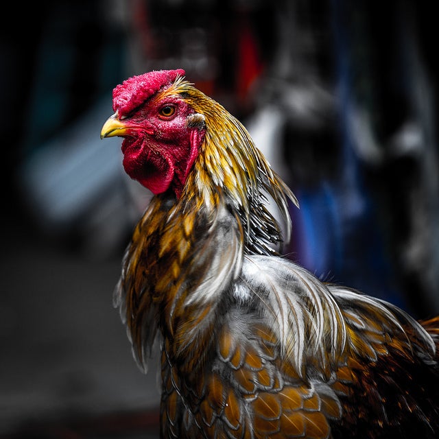 Andreas Giesea made this tremendous portrait of a rooster with a Canon EOS 6D. See more of his work <a href="http://www.flickr.com/photos/drachenfanger/">here</a>.