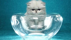 Interview: Cat Photographer