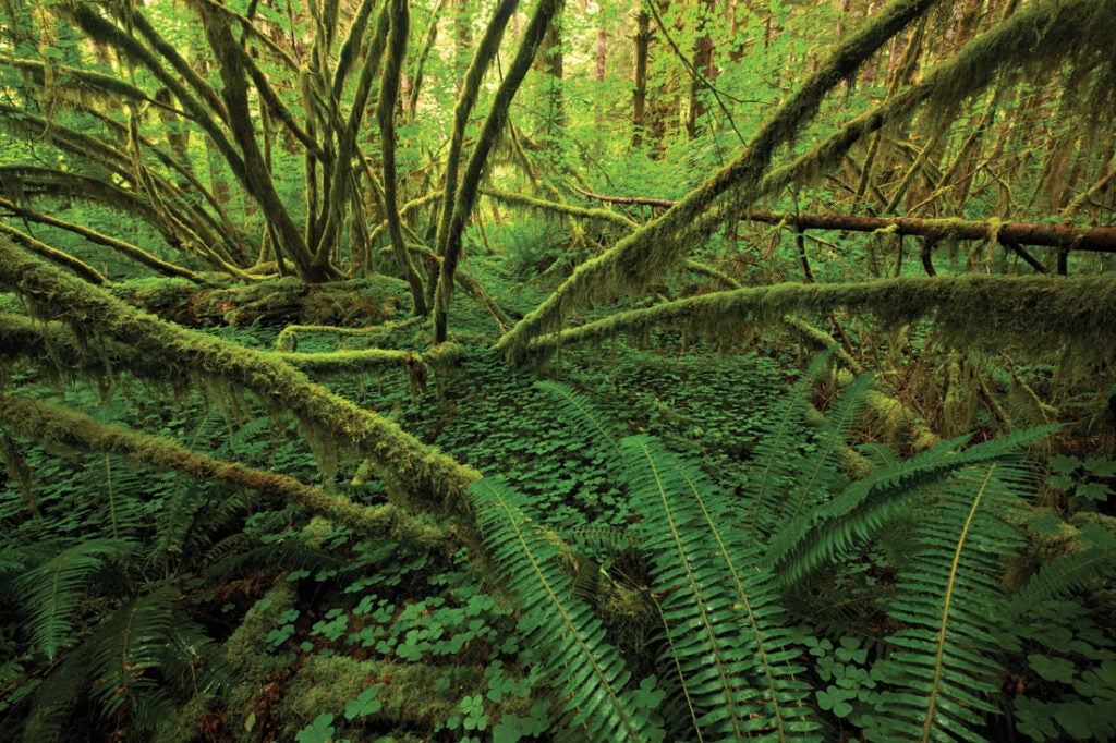 Sol Duc Valley, Olympic NatioNal park, WA