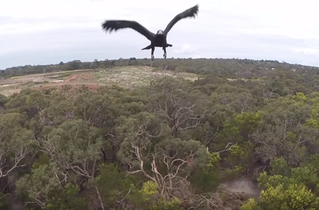 Eagle Takes Down Camera Drone Mid-Flight