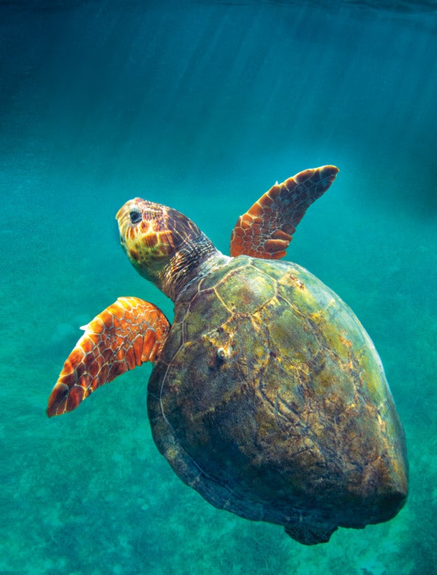 Sea turtle, Caribbean