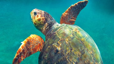 Sea turtle, Caribbean