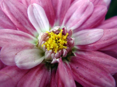 Another-macro-shot-the-anthers-of-this-flower-are