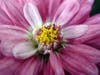 Another-macro-shot-the-anthers-of-this-flower-are