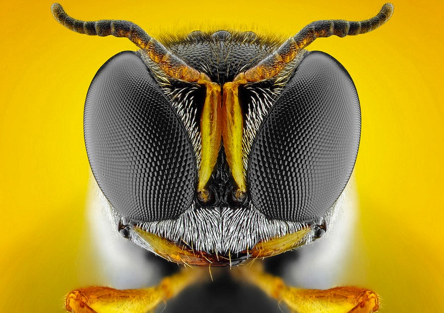 Donald Jusa submitted today's Photo of the Day, of a square-headed wasp, to our <a href="http://www.flickr.com/groups/1614596@N25/pool/">Flickr group</a>, and you can too! See more of his work <a href="http://www.flickr.com/photos/djusa_photography/">here</a>.