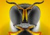 Donald Jusa submitted today's Photo of the Day, of a square-headed wasp, to our <a href="http://www.flickr.com/groups/1614596@N25/pool/">Flickr group</a>, and you can too! See more of his work <a href="http://www.flickr.com/photos/djusa_photography/">here</a>.