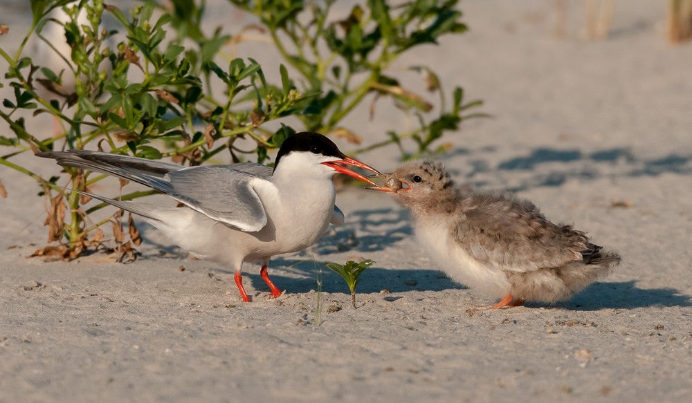 Today's Photo of the Day comes from Bob Menak and was taken at Nickerson Beach in Long Island, New York with a Nikon D300
and a 80-400 mm f/4.5-5.6 lens at 1/3200, f/7.1 and ISO 800. See more of Menak's work <a href="https://www.flickr.com/photos/bobmenak/">here. </a>