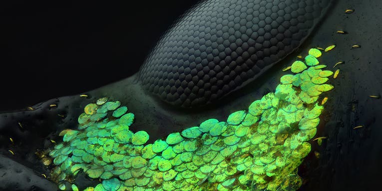 Larger than life photos of tiny things Larger than life photos of tiny things