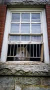 Horse in Barn