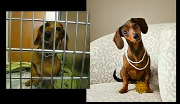 Dachshund reshoot