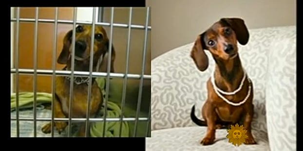 Better Photography Could Save The Lives Of Abandoned Animals Better Photography Could Save The Lives Of Abandoned Animals