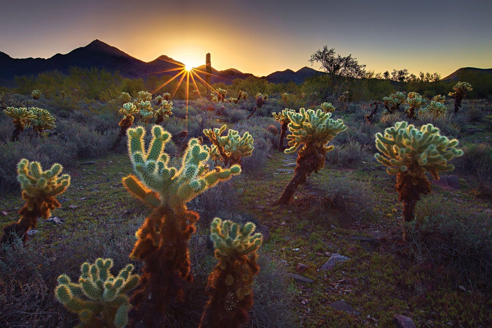 cluster of cholla in the foothills