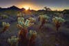 cluster of cholla in the foothills