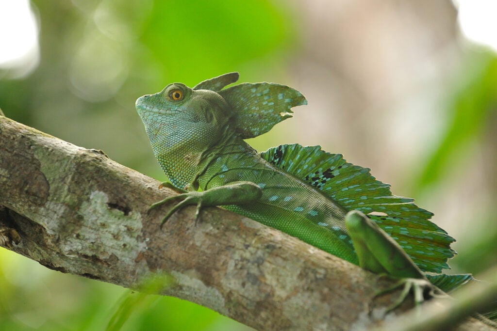 20100203_bd_costarica-0480.jpg