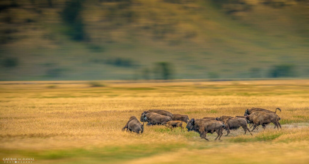 Today's Photo of the Day was taken by Gaurav Agrawal during a drive through the Grand Tetons and is a rather successful pan shot. "This herd of bisons were conjuring enormous momentum, probably shooing away the prong horns that might be grazing too close for their liking," Gaurav writes about the scene. Gaurav used a Nikon D800 with a 150.0-500.0 mm f/5.0-6.3 lens and a fast shutter speed of 1/4000 to capture the charging herd. See more of Gaurav's work<a href="http://www.flickr.com/photos/117605304@N07/"> here.</a>