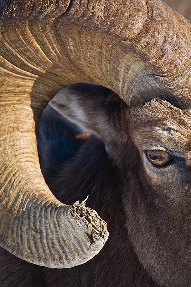 Today's Photo of the Day was shot by Vince Patton in northeastern Oregon. Vince used a 70-200mm lens to capture this image of w wild Bighorn Sheep in the Wallowa Mountains.