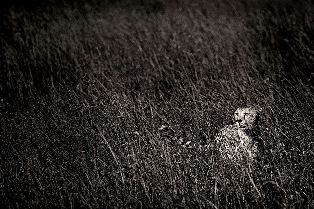 Cheetah, Masai Mara National Park, Kenya