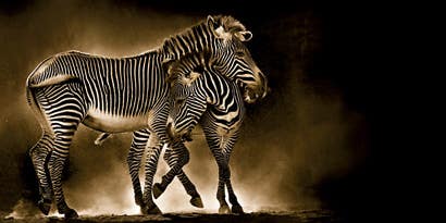 Beauty And The Beast Beauty And The Beast