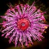 isopogon formosus.jpg