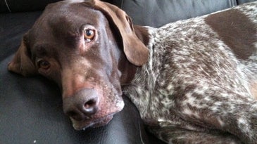 Adobe Photoshop Express 2 for iPhone Samples