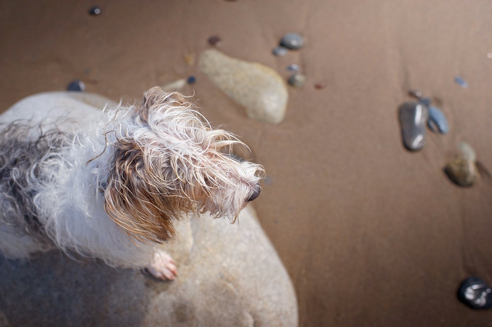 Merrick, puppy-mill rescue (photographerâs dog)