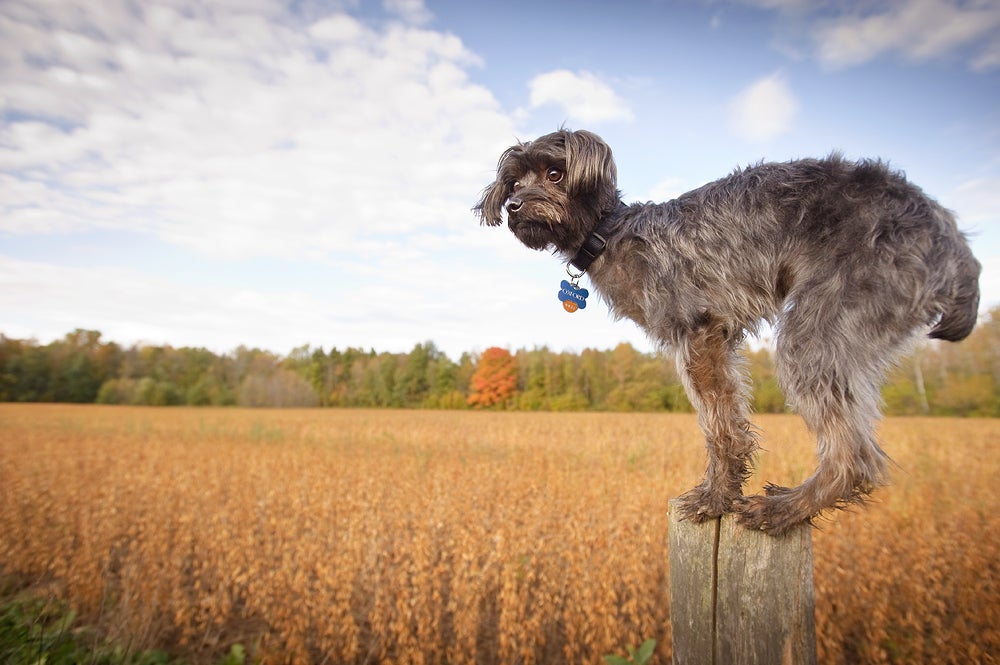 Oxford, young schnauzer/poodle mix