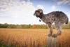 Oxford, young schnauzer/poodle mix