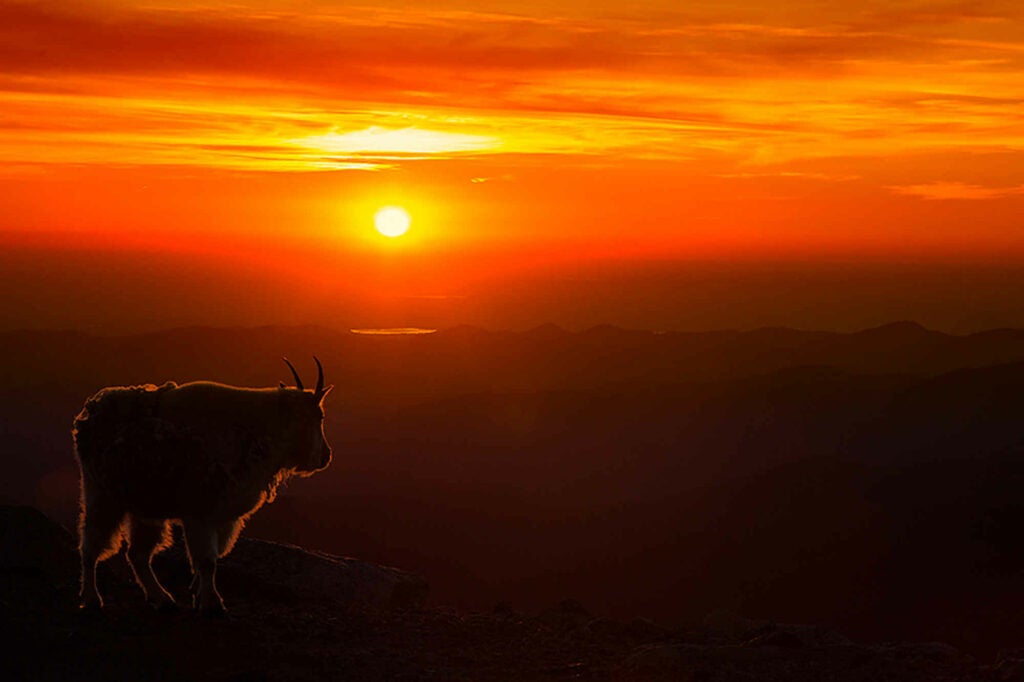 Mountain goat and sunrise near the top of Mount Evans in Colorado.
Canon EOS 5D Mark III with 24-105mm F/4 Canon EF lens; 1/750 sec at f11, ISO 800.