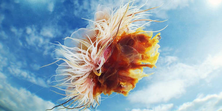 Underwater Photography: Alexander Semenov’s Amazing Jellyfish Photos