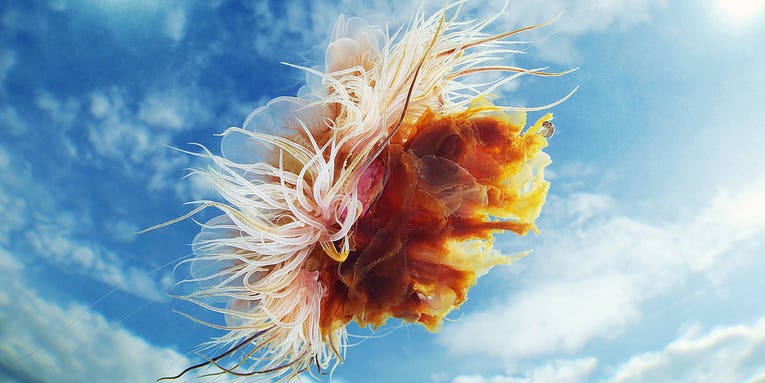 Underwater Photography: Alexander Semenov’s Amazing Jellyfish Photos Underwater Photography: Alexander Semenov’s Amazing Jellyfish Photos
