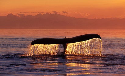 Holiday-Gifts-for-the-Wildlife-and-Nature-Photographer