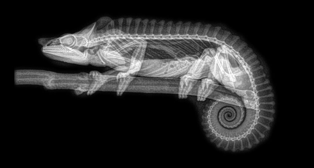 X-ray of a chameleon