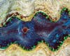 open giant clam