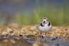 httpswww.popphoto.comsitespopphoto.comfilesimages201507pipingplover.jpg