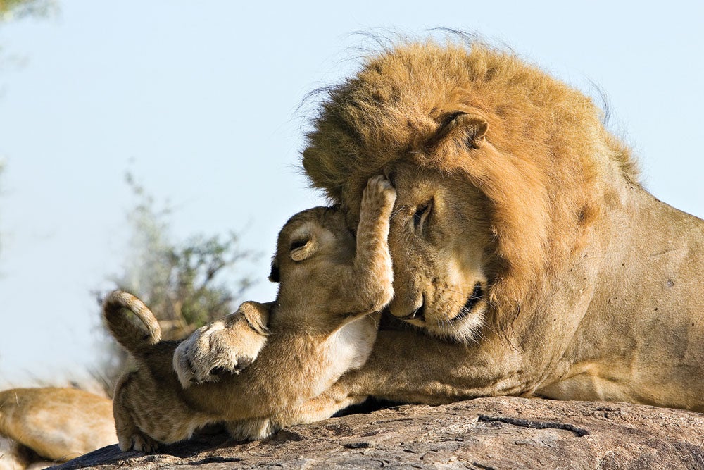 African Lion and Cub