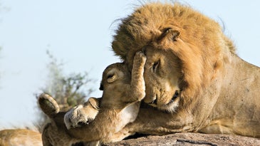 Photographs of Baby Animals By Suzi Eszterhas