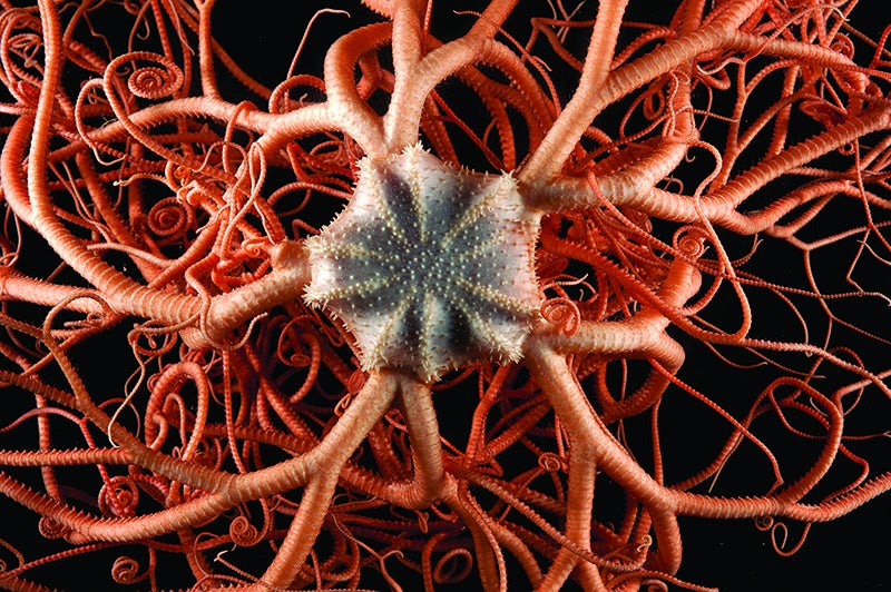 Deep Sea Basket Star