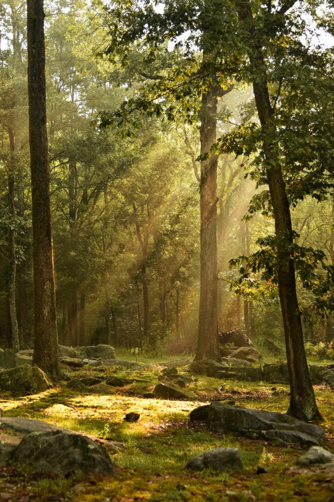 As I Was Ending A Photography Visit To Valley Falls State Park, I Saw This Beautiful Sunlight Shining Through The Foggy Mist That Had Earlier Been Around The Waterfalls On The Tygart Valley River. I Had To Stay A Little Longer To Enjoy This View And Photograph It.