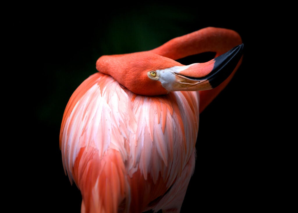 Lazy Flamingo