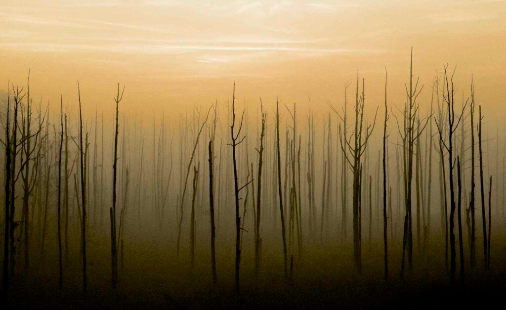 A foggy morning along the Cape Fear river's coastal marshes.  Wilmington, North Carolina.
